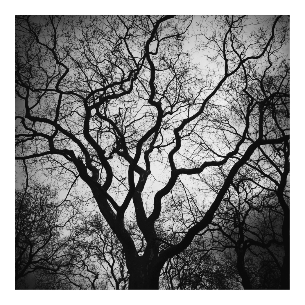 Trees (Fotofever, Paris 2017)
